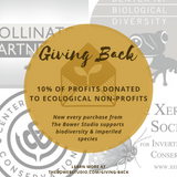 Card | Plantable Seed Paper | Honey Bee