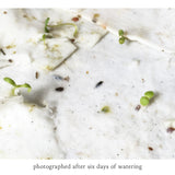 Card | Plantable Seed Paper | Birthday | Moon Phase