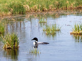 FUNDRAISER | Sticker | MN Loon 4-Pack