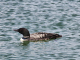FUNDRAISER | Sticker | MN Loon 4-Pack