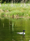 FUNDRAISER | Sticker | MN Loon 4-Pack