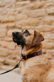 Dog Collar + Matching Bracelet | Maasai Beaded | Multiple Sizes & Colors