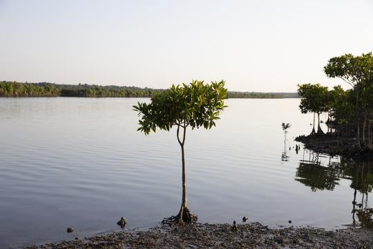 Nonprofit | Sea Trees | Plant 1 Mangrove Tree
